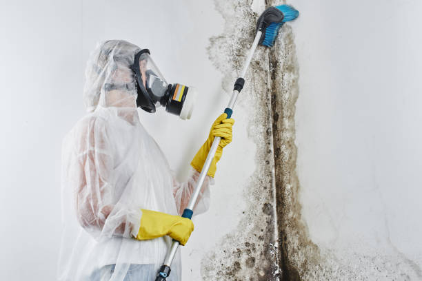 Best Fast Mold Removal  in Prairie Village, KS