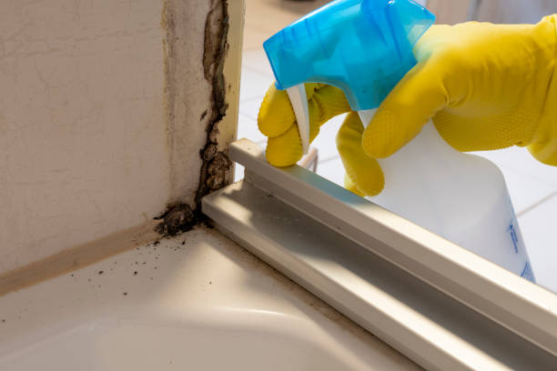 Best Attic Mold Removal  in Prairie Village, KS