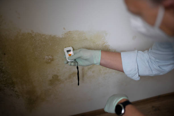 Best Black Mold Removal  in Prairie Village, KS