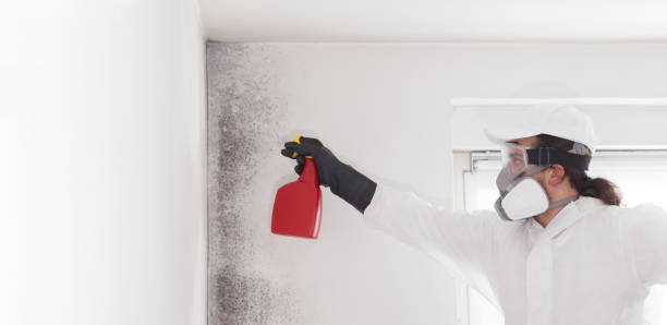 Best Local Mold Removal Service  in Prairie Village, KS