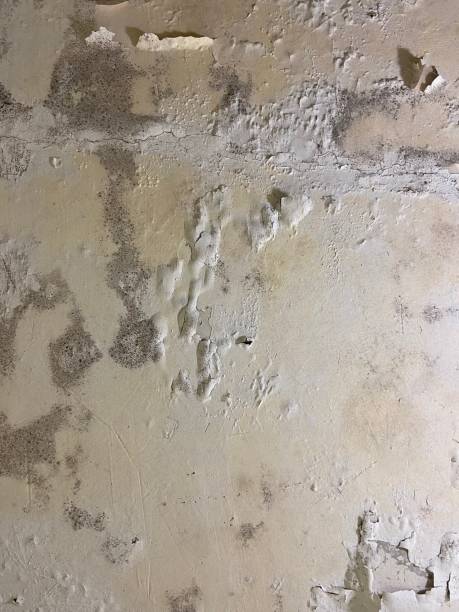 Prairie Village, KS Mold Removal Company