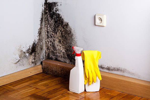 Best Mold Damage Repair  in Prairie Village, KS