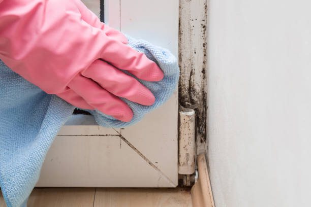 Prairie Village, KS Mold Removal Company